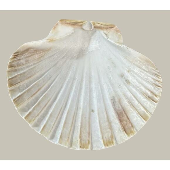 Seashells 2 Large & 2 Smaller Ones Estate Sale Find Very Beautiful - Lot Of 4 - Picture 7 of 16